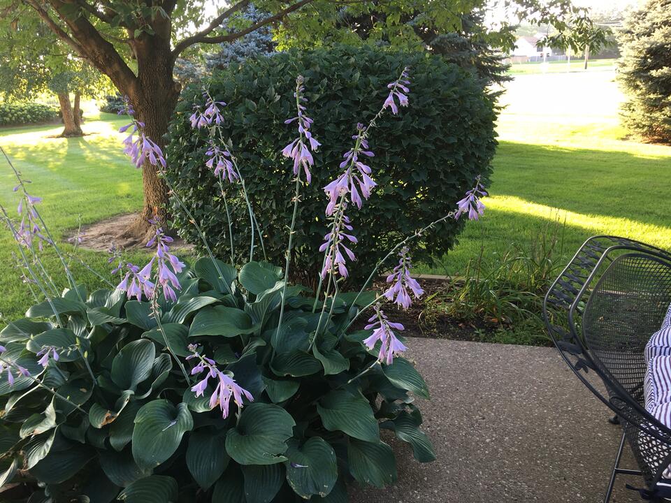 plantings